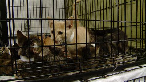 Indiana Couple Charged After 111 Cats Found In Their Home Fox 59