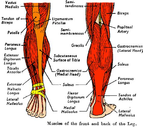 The muscles of the anterior leg are located within the anterior compartment of the leg. lower leg muscle chart | Lower Extremities of the Skeletal ...