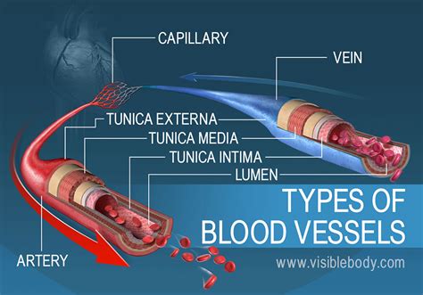Blood vessels are flexible tubes that carry blood, associated oxygen, nutrients, water, and hormones throughout the body. Blood Vessels | Circulatory Anatomy