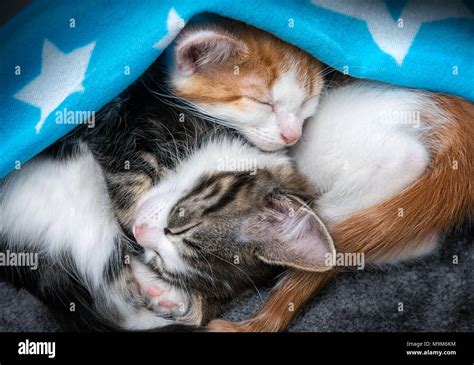 Two Cute Fluffy Kittens Sleeping Upside Down Under A Blanket Stock