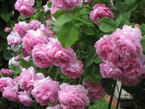 Tipos De Rosas En El Mundo Jardineria On