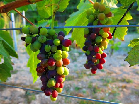 Wallpaper Food Branch Fruit Grapes Grape Cyprus Shiraz