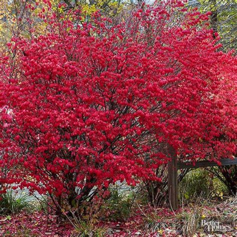 Beautiful Fall Flowers To Plant In Your Garden 0210 Flowering Shrubs