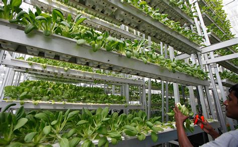 Seniors And Vertical Farming Together At Last Modern Farmer