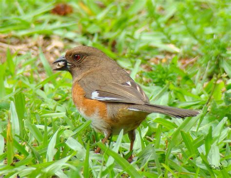 Rufous Sided Towhee Female Renda Flickr