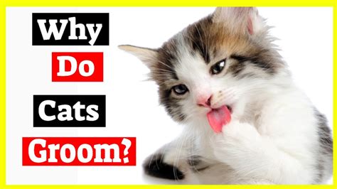 Some bits are simply tricky to clean yourself. Why Do Cats Groom Each Other - Cat Grooming - YouTube