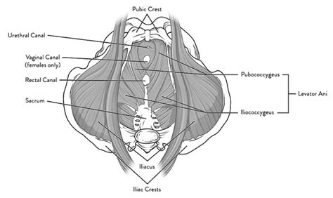 Male Pelvic Floor Muscles Anatomy