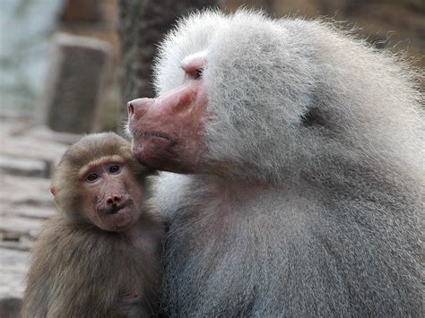 Odd Monkey Couple Two Monkeys Spotted In Dierenpark Amers Flickr
