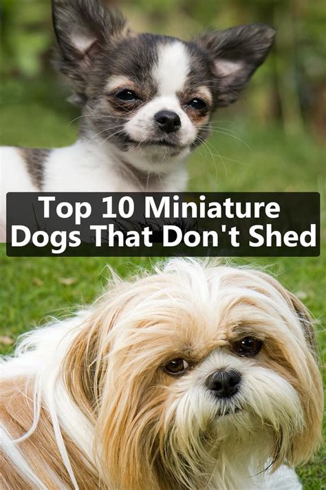 Top 10 Miniature Dog Breeds That Dont Shed Dog Breeds That Dont Shed