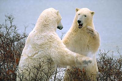 A 1000lb bear can 200 lbs any answer for how much does a polar bear weigh is a little bit like asking how much does a human being weigh. Bears Standing Up : When Standing Up How Tall Are Grizzly ...
