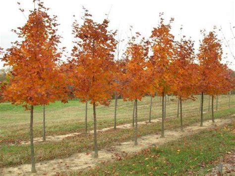 The habit is upright and rounded, fine branches, glossy dark green leaves which america nord america. Acer truncatum 'Pacific Sunset'. Pacific Sunset Shantung ...