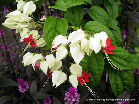 My Tropical Plants Finder Clerodendrum Thomsoniae
