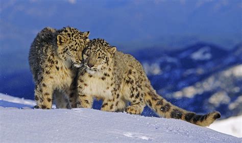 Snow Leopard Species Facts Info And More Wwfca