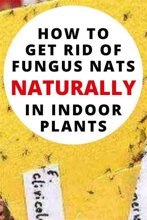 How To Get Rid Of Fungus Gnats In Your Indoor Garden In 2021 How To