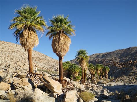 30 California Fan Palm Tree Petticoat Arizona Desert Washingtonia