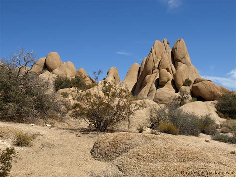 Swim and climb trees, live to be 12 years old and have home ranges spanning up to 20 square miles. Spines: Joshua Tree Spines