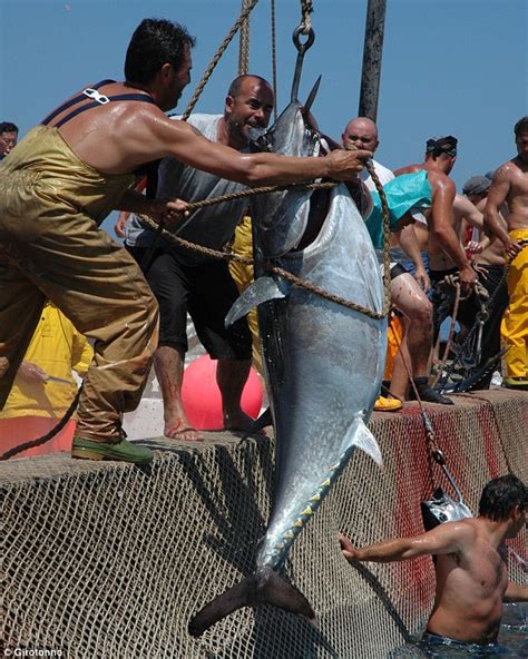Tuna Fish Are Led Through A Complex Maze Of Nets Until They Reach The