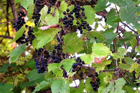 June 24 2017 grape vine out front❣ we're not growing these guys for grapes, more so for cover from the neighbours. Virginia Creeper Archives - Blue Roof Living