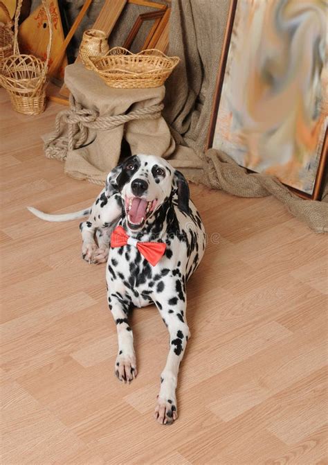 Dalmatian Dog Red Bow Tie Rustic Eco Interior Stock Photos Free