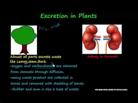 For example, leaves, flowers, bark, stems fruits, etc. Excretory system of plants - YouTube