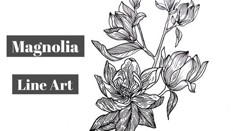 Black color magnolia flower pencil illustration. How to draw Magnolia flower | Magnolia Line Art - YouTube ...