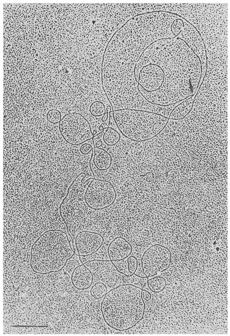Electron Micrograph Of A Circular Linear Dna Molecule Passage 6 The