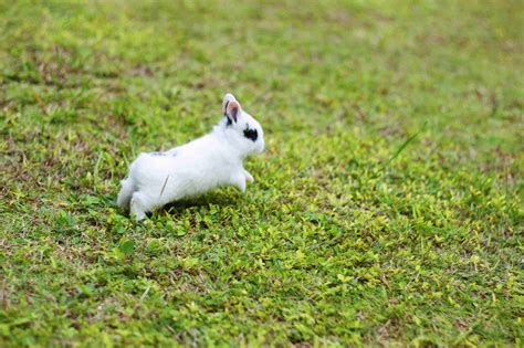 Why Does My Rabbit Runs Away From Me 4 Common Reasons Whyrabbitscom