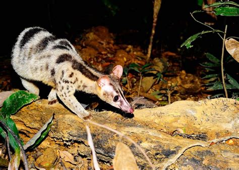 Owstons Civet Conservation Strategy For 2019 2029 Conservation