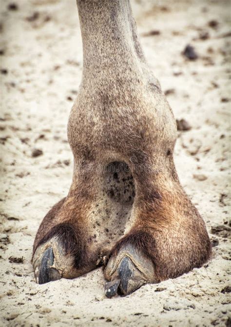 Detalhe Do Casco Do Camelo Tema Animal Imagem De Stock Imagem De