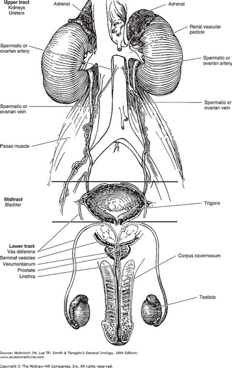 Anatomy Of The Genitourinary Tract Abdominal Key