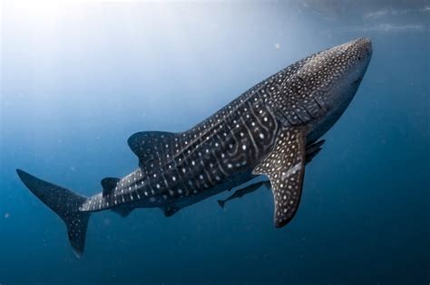 Biggest Whale Shark Ever Recorded American Oceans