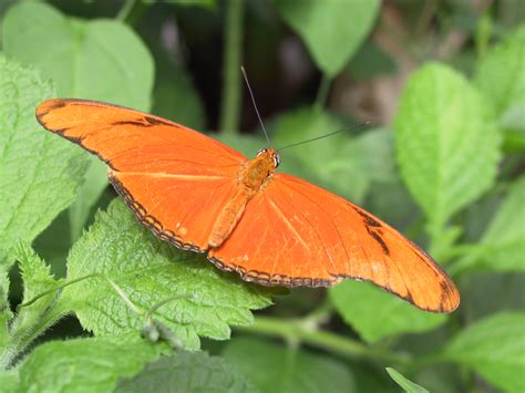 Filejulia Heliconian Butterfly Wikipedia