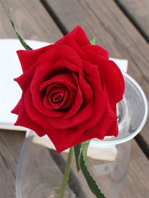 عکس پروفایل گل رز؛ عکس های زیبای گل رز قرمز برای پروفایل