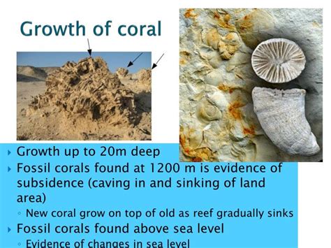 Ppt Coral Reefs And Lagoons Powerpoint Presentation Id1970315