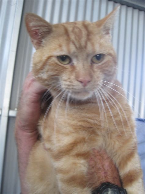 Ginger Tabby Adult Male Male Domestic Short Hair Cat In Vic Petrescue