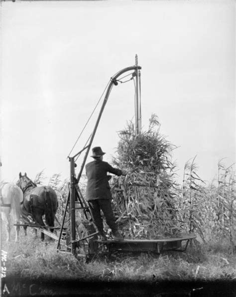 Man Using Horse Drawn Corn Binder Photograph Wisconsin Historical