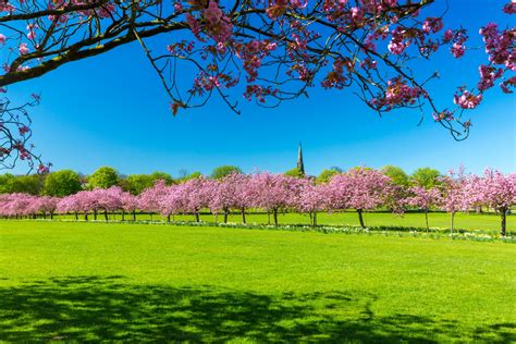 Spring In A Park Free Stock Photo Public Domain Pictures