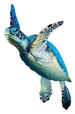 turtle | Sea turtle art, Sea turtle painting, Sea turtle pictures