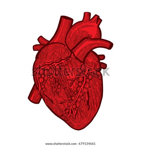 Hand Drawn Human Heart Illustration Isolated Engraving Colorful Human