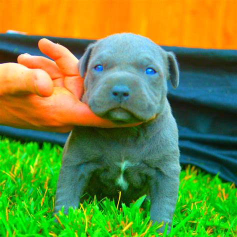 Do Pitbull Puppies With Blue Eyes Really Exist? - FPMKennels