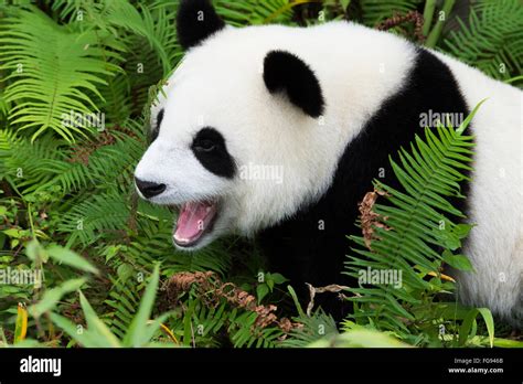 Two Years Aged Young Giant Panda China Conservation And Research
