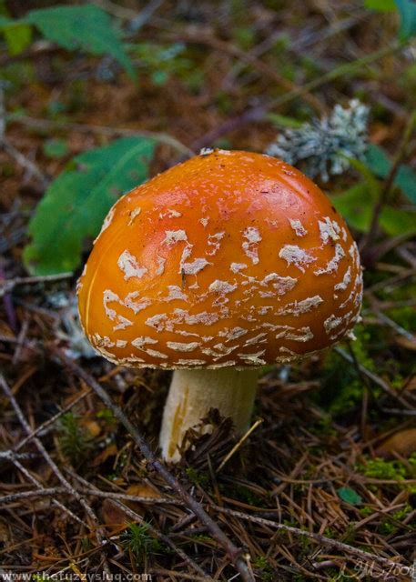 Poisonous mushrooms in washington state. Fly Agaric | Flickr - Photo Sharing!