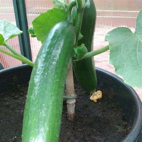 Cucumis Sativus Petita Cucumber Petita In GardenTags Plant