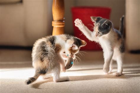 How To Tell If Your Cats Are Playing Or Fighting—and Whether Its A