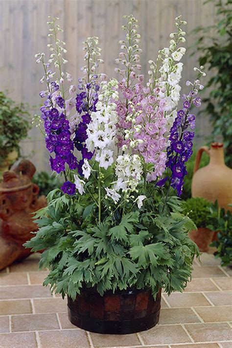 Buy Magic Fountain Mix Delphinium Larkspur Plants Free Shipping 1