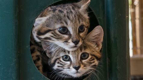 Smitten For Kittens Black Footed Cats Born At The San Diego Zoo Safari
