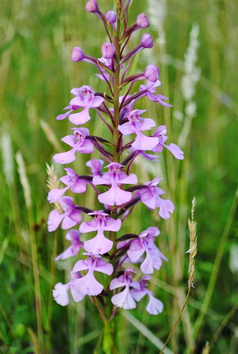 And in missouri, higher temperatures also gave virginia bluebells, celandine poppies, virginia waterleaf, and other native species a jumpstart every state in the nation has great places to view wildflowers, says woodbury. West Virginia Native Wildflowers-The Big Year, 2013 ...