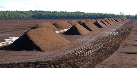 Peat Free Compost What Is Peat And How To Use It Which