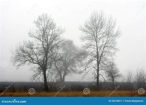 Lone Tree In The Fog Stock Image Image Of Dawn Haze 23218011