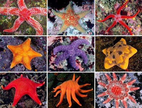 How Many Species Of Starfish Are There ~ Cantydesign